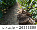 Three wicker baskets in the passageway of vineyard 26358869