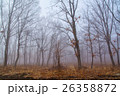 Fog among the trees 26358872