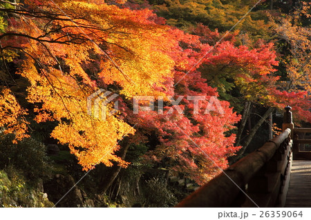 勝利院の紅葉 26359064