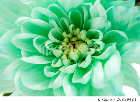 chrysanthemum flower 26359431