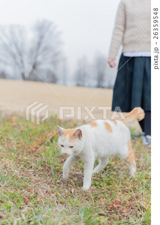 ネコ ネコ 26359548