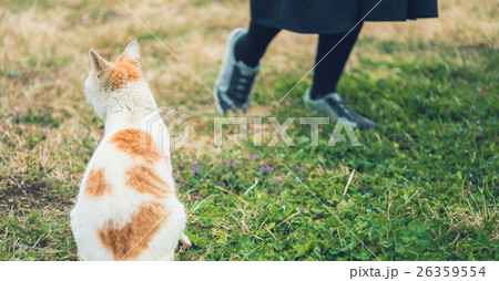 ネコ 26359554