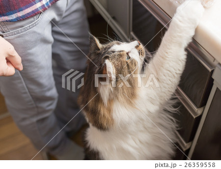 キッチン猫 キッチン猫 26359558