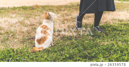 ネコ ネコ 26359578