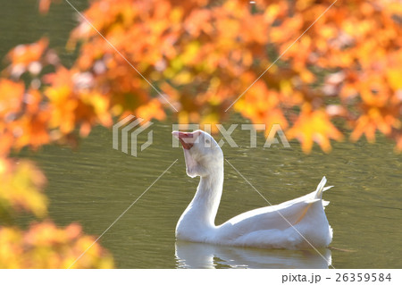紅葉と水鳥 26359584