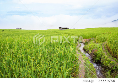rice field scenery with morning fog rice field scenery with morning fog 26359736