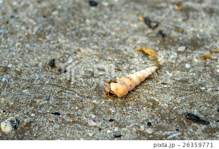 Shell with hermit crab on sand Shell with hermit crab on sand 26359771