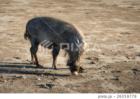 Bornean bearded pigs on beach Bornean bearded pigs on beach 26359779