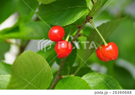 サクランボ サクランボ 26360688