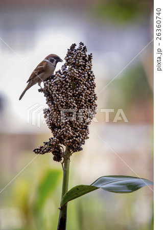 urasian tree sparrow and grains natural wild life 26360740