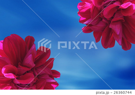 Framing dahlias flower 26360744
