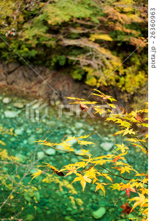 ユーシン渓谷（秋） 26360963