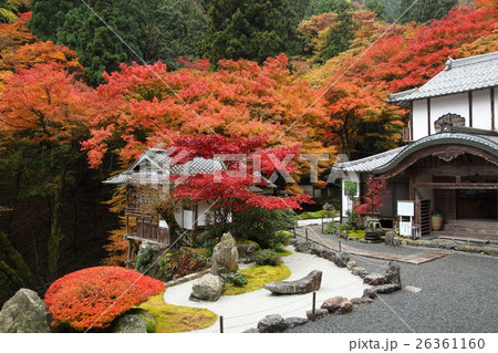 古知谷阿弥陀寺の紅葉 26361160