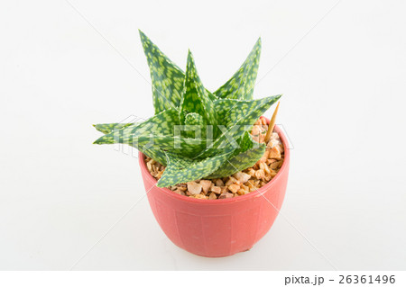 little aloevera in plastic pot little aloevera in plastic pot 26361496