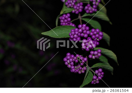 夜の紫式部（クローズアップ） 26361504