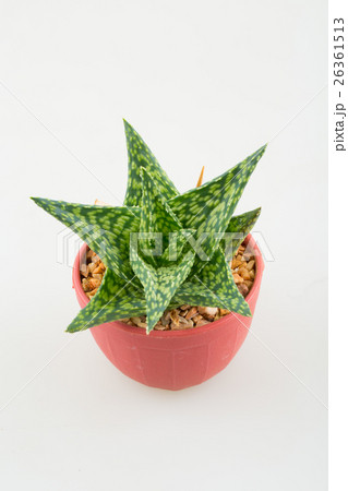 little aloevera in plastic pot 26361513