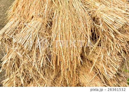 米の掛け干し風景 福島県川俣町 米の掛け干し風景 福島県川俣町 26361532