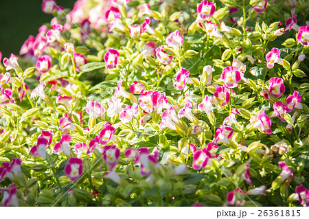Pink Begonia flowers in the garden 26361815