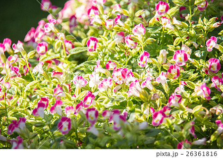 Pink Begonia flowers in the garden Pink Begonia flowers in the garden 26361816