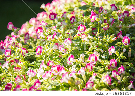 Pink Begonia flowers in the garden Pink Begonia flowers in the garden 26361817