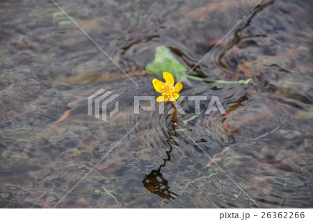 シモツケコウホネの群生地 26362266