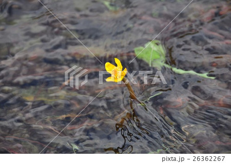 シモツケコウホネの群生地 26362267
