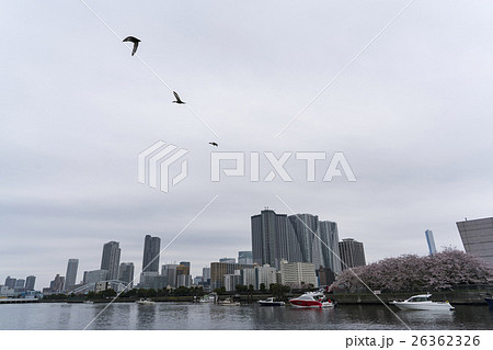 浜離宮恩賜公園から眺める桜咲く勝どきの風景と一直線に飛ぶ鳥　その２ 26362326