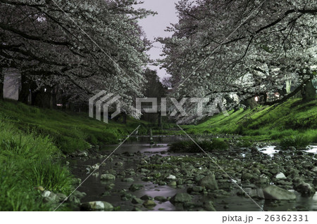東京立川市根川緑道の桜並木（夜景）その２ 26362331