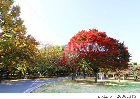 光が丘公園 光が丘公園 26362385