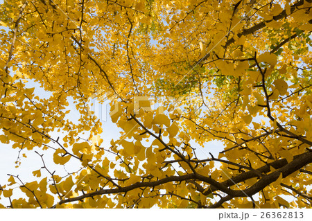 秋イメージ 26362813