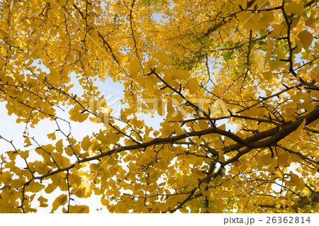 秋イメージ 26362814