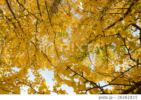 秋イメージ 26362815