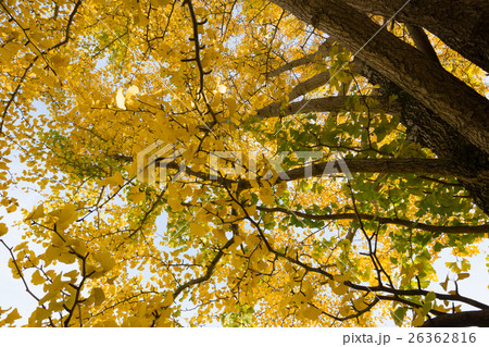 秋イメージ 26362816