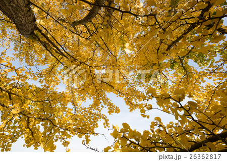 秋イメージ 26362817
