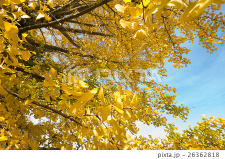 秋イメージ 26362818