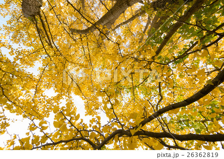 秋イメージ 26362819