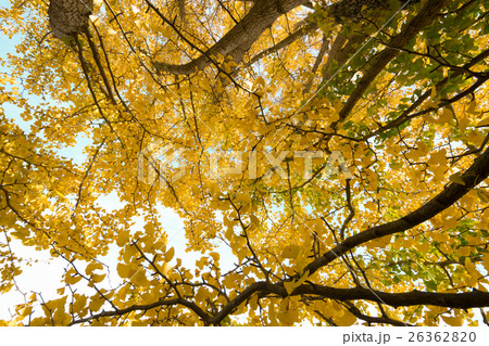 秋イメージ 26362820