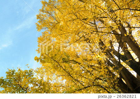 秋イメージ 26362821