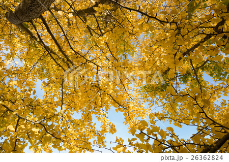 秋イメージ 26362824
