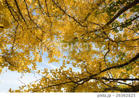 秋イメージ 26362825