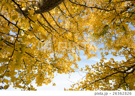 秋イメージ 26362826