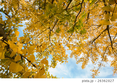 秋イメージ 26362827