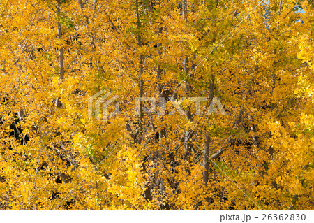 秋イメージ 26362830