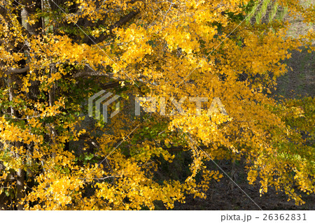 秋イメージ 26362831