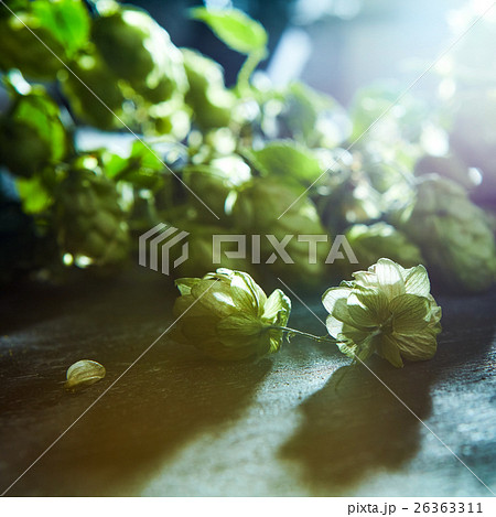 green hop branch on wooden background. 26363311