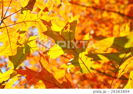 イングリッシュオークの紅葉 イングリッシュオークの紅葉 26363894