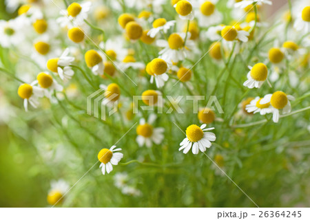 ハーブ(カモミール・カミツレ) ハーブ(カモミール・カミツレ) 26364245