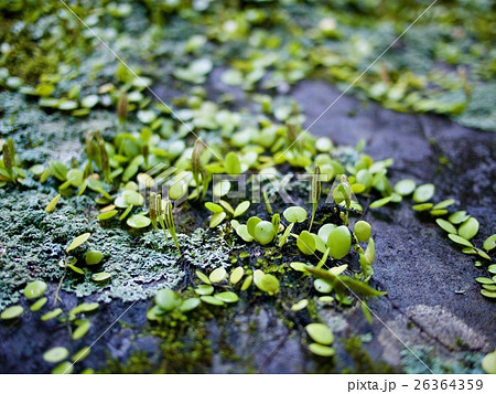 伊勢神宮の苔と新芽の写真素材