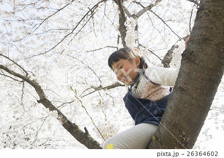 桜の木に登る子供の写真素材