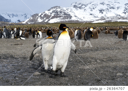 サウスジョージア島のキングペンギンのつがい 26364707